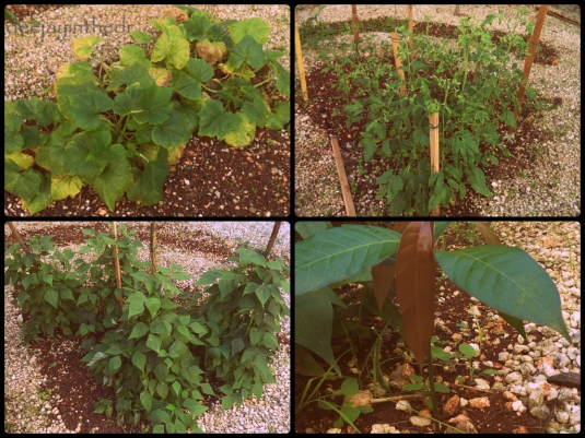 Our Zucchini, Tomatoes, Green Beans, Mango plant...
