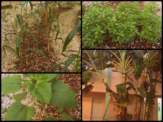 Our Corn, Basil, Sunflower, and Plantain Tree